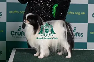 Best of Breed JAPANESE CHIN Crufts 2022