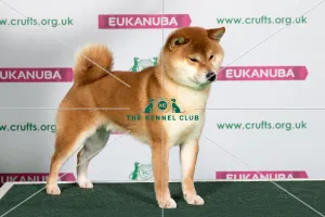 Best of Breed Japanese Shiba Inu