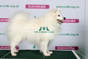Best of Breed JAPANESE SPITZ