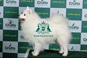 Best of Breed JAPANESE SPITZ Crufts 2023
