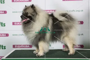 Best of Breed KEESHOND