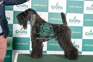 Best of Breed KERRY BLUE TERRIER Crufts 2022