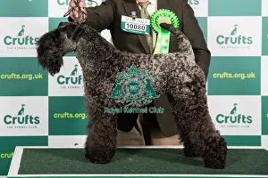 Best of Breed KERRY BLUE TERRIER Crufts 2023