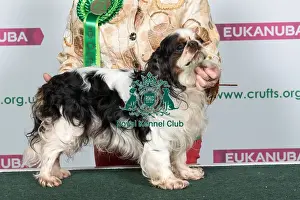 Best of Breed King Charles Spaniel