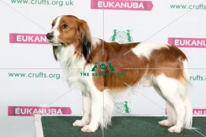 Best of Breed KOOIKERHONDJE