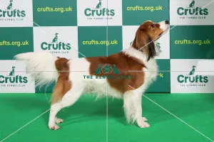 Kooikerhondje club sales