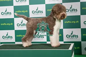 Best of Breed LAGOTTO ROMAGNOLO (IMP) Crufts 2023