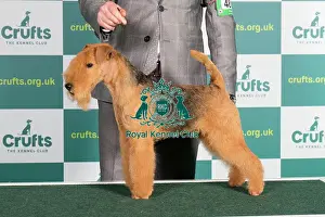 Best of Breed LAKELAND TERRIER Crufts 2022