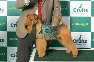 Best of Breed LAKELAND TERRIER Crufts 2023