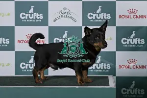 Best of Breed Lancashire Heeler 2025
