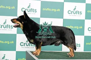 Best of Breed LANCASHIRE HEELER Crufts 2022