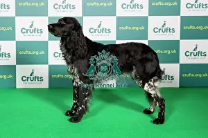 Standing Prints: Best of Breed LARGE MUNSTERLANDER Crufts 2022