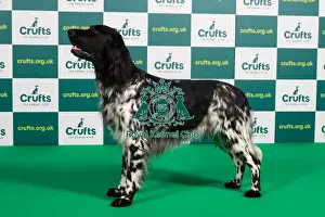 Standing Prints: Best of Breed LARGE MUNSTERLANDER Crufts 2023