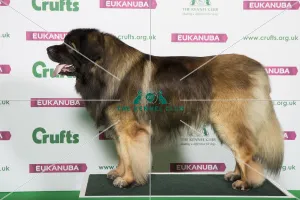 Best of Breed LEONBERGER