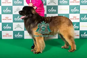 Leonberger Prints: Best of Breed Leonberger 2025