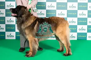 Working Prints: Best of Breed LEONBERGER Crufts 2022
