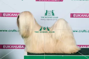 Best of Breed LHASA APSO
