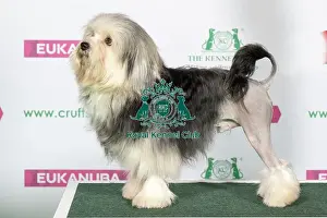 Best of Breed LOWCHEN