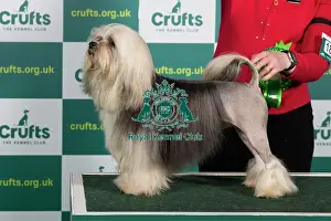 Best of Breed LOWCHEN Crufts 2023