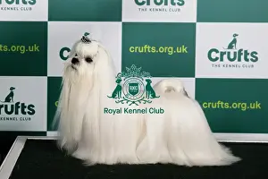Best of Breed MALTESE Crufts 2023