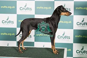 Best of Breed MANCHESTER TERRIER Crufts 2022