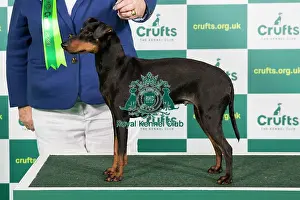 Best of Breed Manchester Terrier Crufts 2023