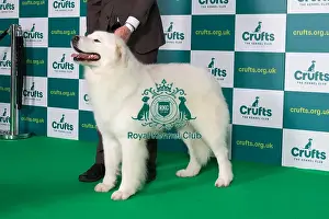 Best of Breed MAREMMA SHEEPDOG Crufts 2022
