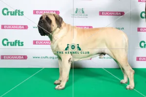 Best of Breed Mastiff