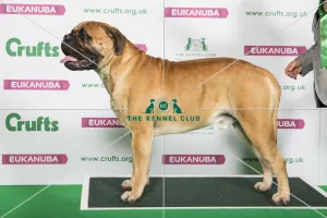 Best of Breed Mastiff