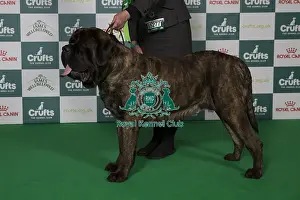 Best of Breed Mastiff 2025