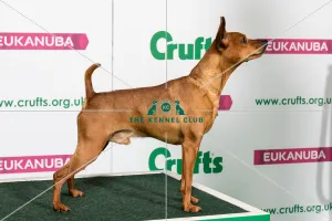 Best of Breed MINIATURE PINSCHER DANTON DAMNED IF I DO