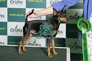 Best of Breed MINIATURE PINSCHER Crufts 2022