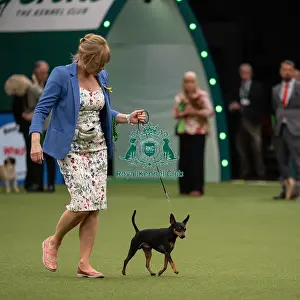 Best of Breed Miniature Pinscher Crufts 2022