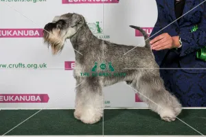 Best of Breed Miniature Schnauzer