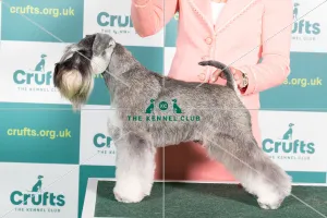 Crufts 2019 miniature schnauzer hot sale