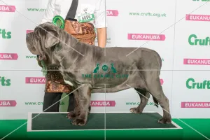 Best of Breed Neapolitan Mastiff
