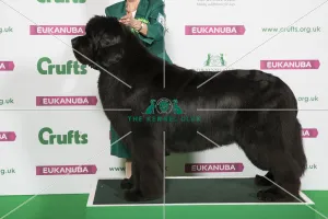 Best of Breed NEWFOUNDLAND
