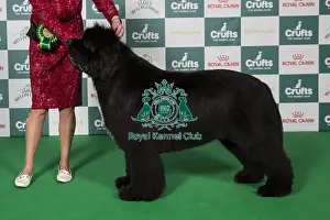Newfoundland Prints: Best of Breed Newfoundland 2025