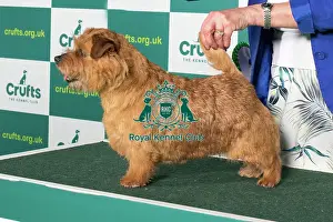 Standing Prints: Best of Breed NORFOLK TERRIER Crufts 2022