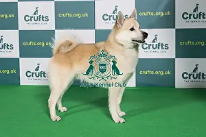 Best of Breed NORWEGIAN BUHUND Crufts 2022