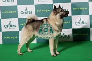 Best of Breed NORWEGIAN ELKHOUND Crufts 2022