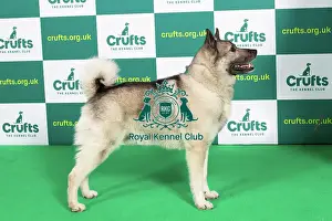 Best of Breed NORWEGIAN ELKHOUND Crufts 2023