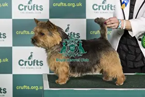Best of Breed NORWICH TERRIER Crufts 2022