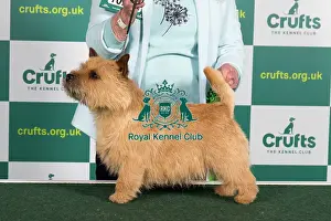 Best of Breed NORWICH TERRIER Crufts 2023