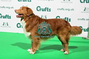 Best of Breed Nova Scotia Duck Tolling Retriever Crufts 2020