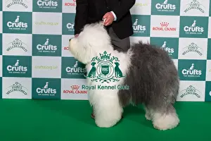 Best of Breed Old English Sheepdog 2025