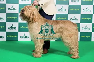Best of Breed OTTERHOUND Crufts 2023