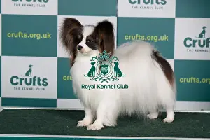 Best of Breed PAPILLON Crufts 2022