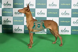 Best of Breed PHARAOH HOUND Crufts 2022