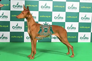 Best of Breed PHARAOH HOUND Crufts 2023